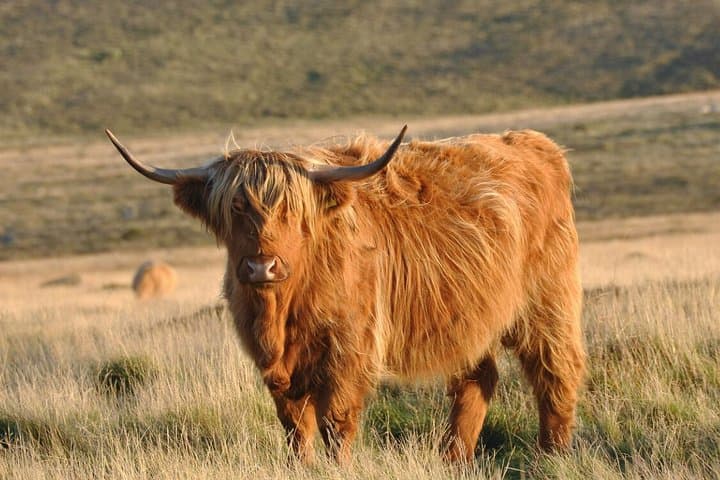 Orkney: Independent Discovery