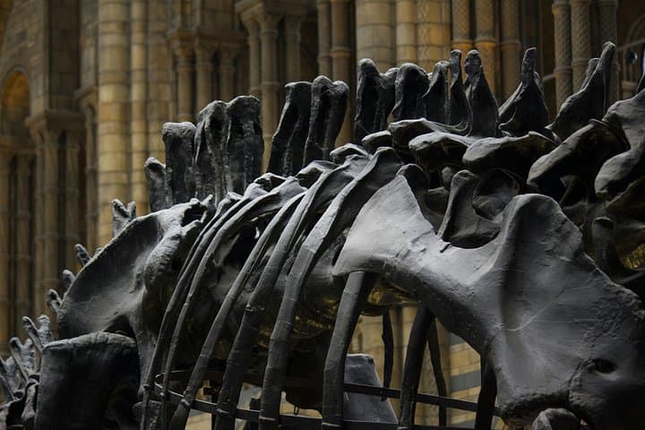 Natural History Museum London Private Tour