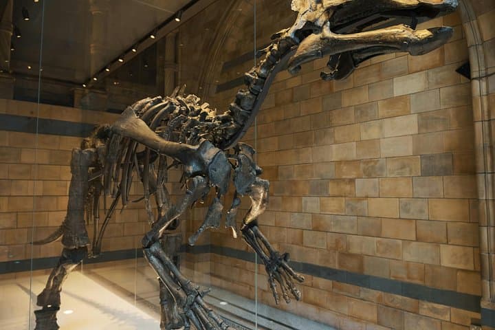 Natural History Museum London Private Tour