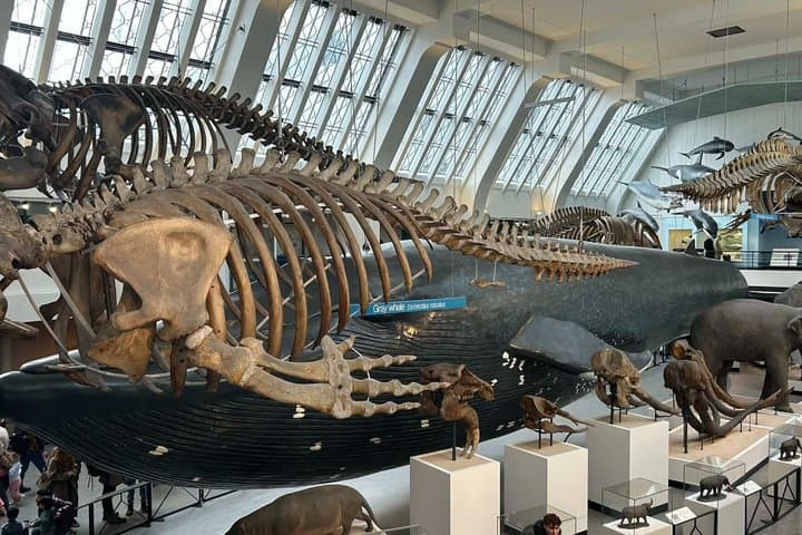 Guided tour London Natural History Museum in Spanish