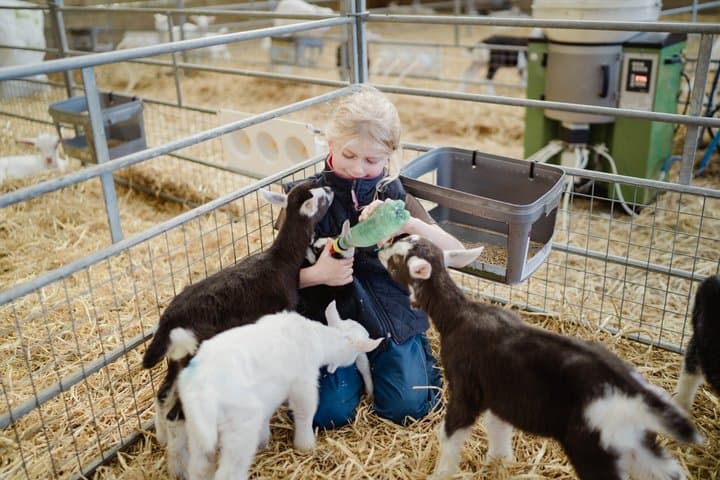 Kidding Tour at Errington Barn Meet the Newborn Goats