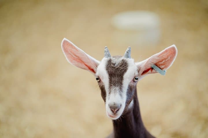 Kidding Tour at Errington Barn Meet the Newborn Goats