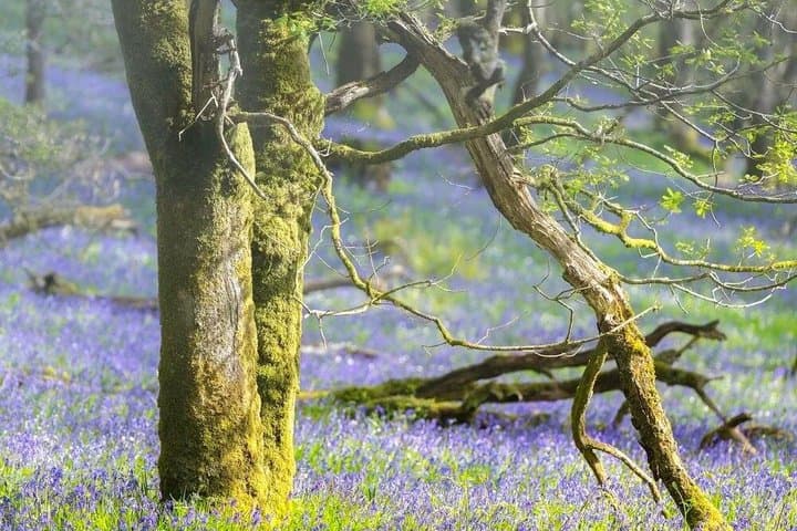 Private Tour: Trossachs and Scotland's Atlantic Rainforest