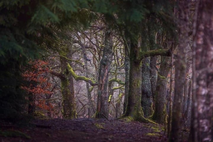 Private Tour: Trossachs and Scotland's Atlantic Rainforest