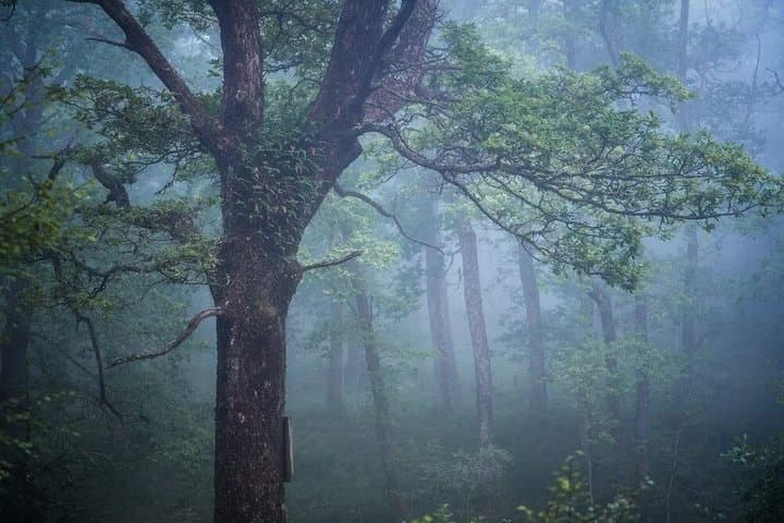 Private Tour: Trossachs and Scotland's Atlantic Rainforest