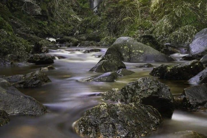 Private Tour: Trossachs and Scotland's Atlantic Rainforest