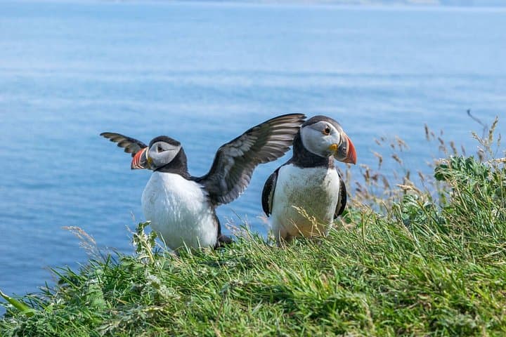 Inverness: Castles, Wildlife and North Coast 500 Tour