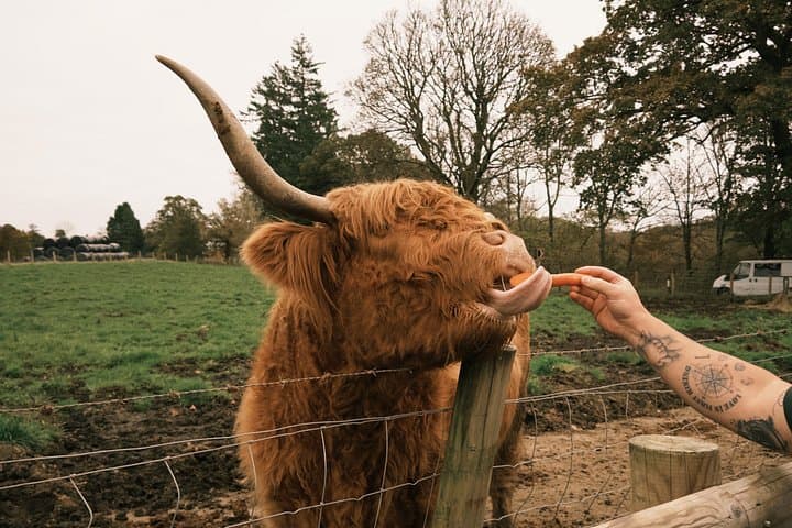 Private Tour: Loch Ness, Glencoe & Scottish Highlands