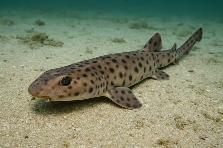 Discover Scuba Diving in Open Water