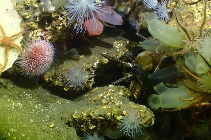 Discover Scuba Diving in Open Water