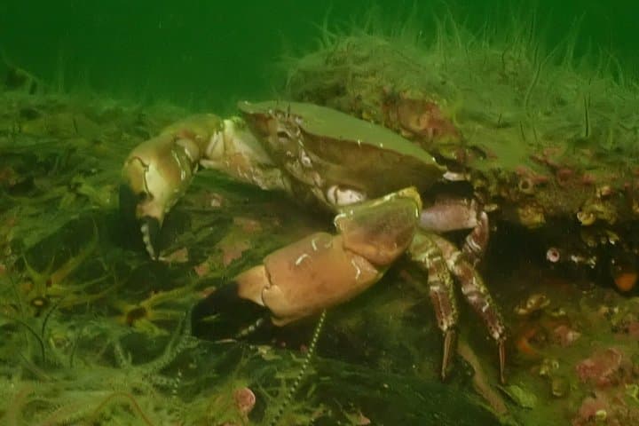 Discover Scuba Diving in Open Water