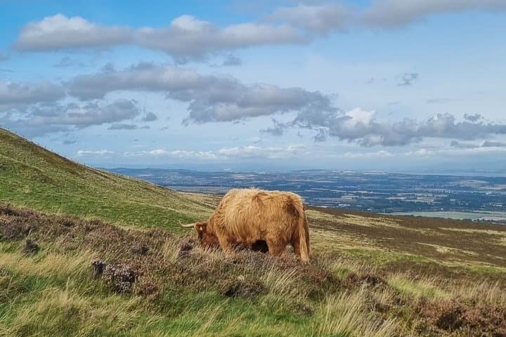 Pentland Hills & Highland Cows guided walks near Edinburgh