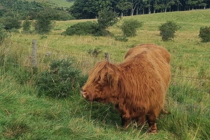 Pentland Hills & Highland Cows guided walks near Edinburgh
