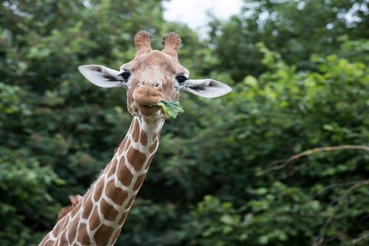Whipsnade Zoo Entry Ticket