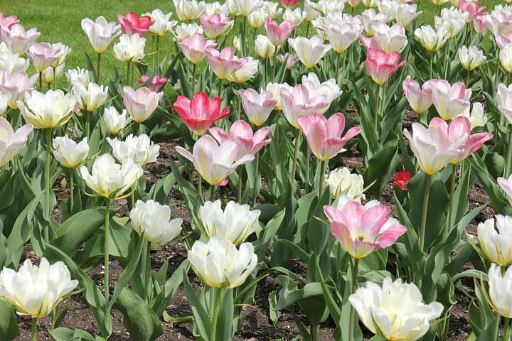 Kew Gardens Iconic Landmarks & Secret Spots Self Guided Tour
