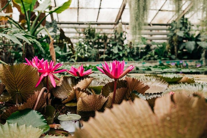 Kew Gardens Iconic Landmarks & Secret Spots Self Guided Tour