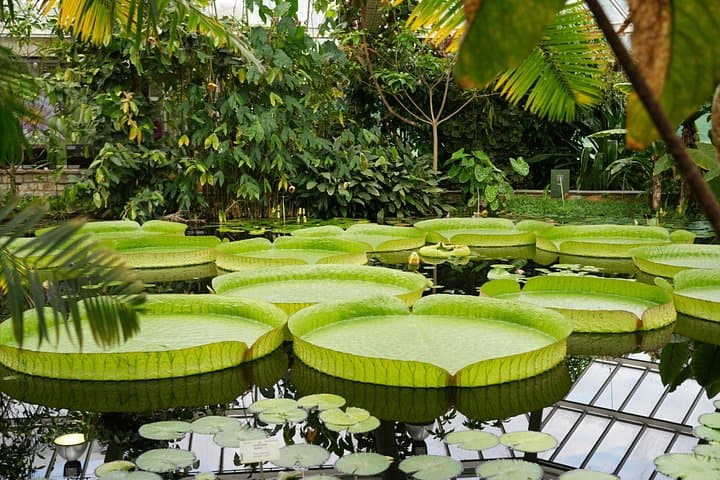 Kew Gardens Iconic Landmarks & Secret Spots Self Guided Tour