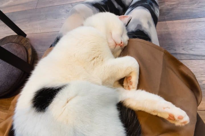 Cat Cafe Lounge Session in London