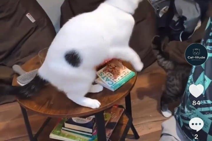 Cat Cafe Lounge Session in London