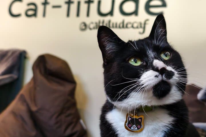 Cat Cafe Lounge Session in London