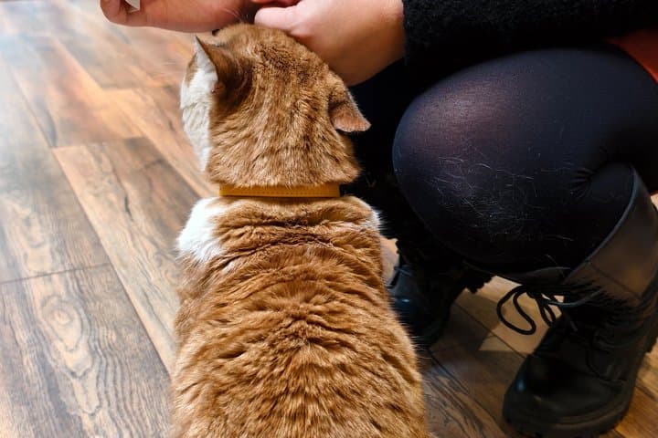 Cat Cafe Lounge Session in London