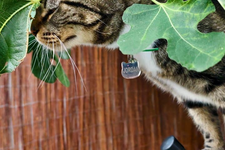 Cat Cafe Lounge Session in London