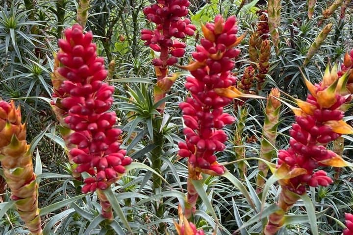 Private Tour of the Royal Botanic Garden Edinburgh