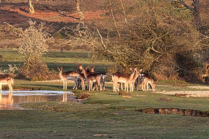Private New Forest & Beaulieu Sightseeing from Southampton Cruise