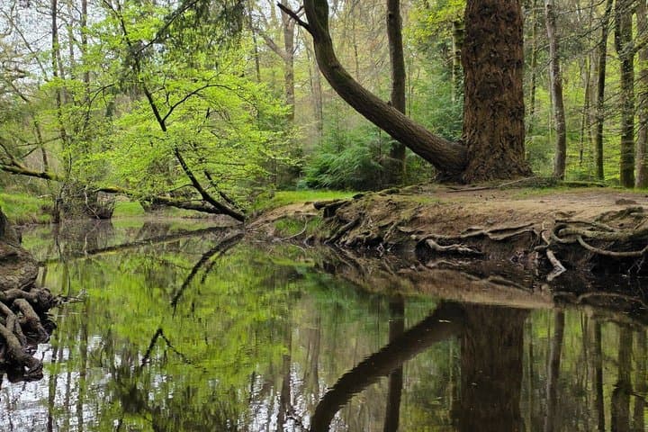 Private New Forest & Beaulieu Sightseeing from Southampton Cruise