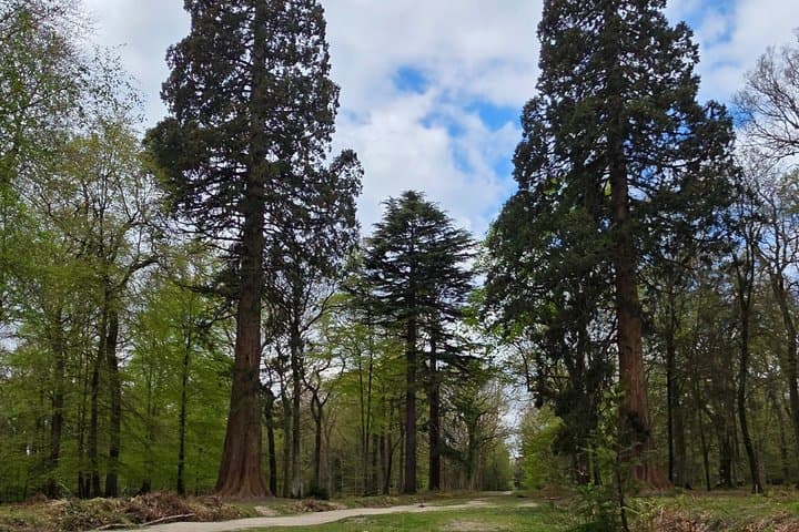 Private New Forest & Beaulieu Sightseeing from Southampton Cruise