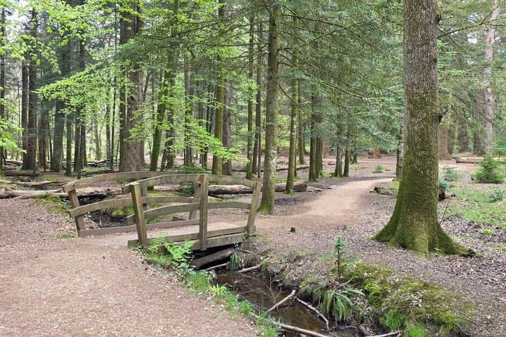 Private New Forest & Beaulieu Sightseeing from Southampton Cruise