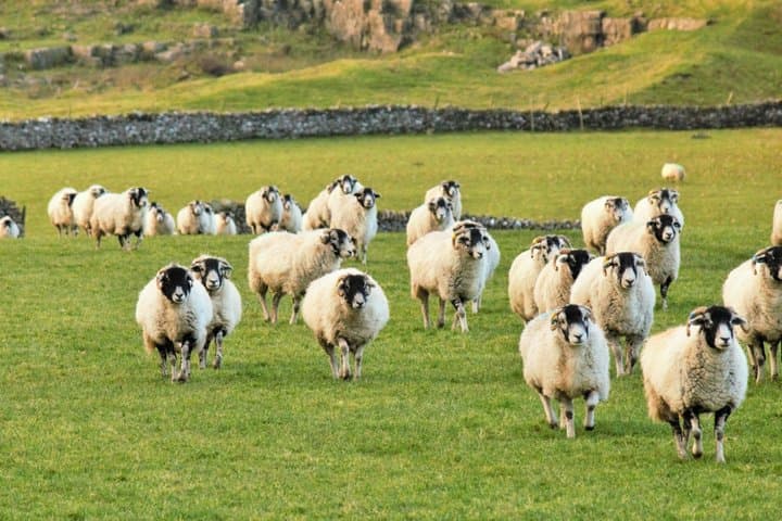 Yorkshire Dales Tour from York