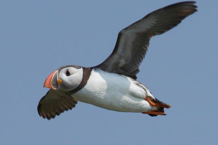 Bird Watching Cruise Along the Jurassic Coast