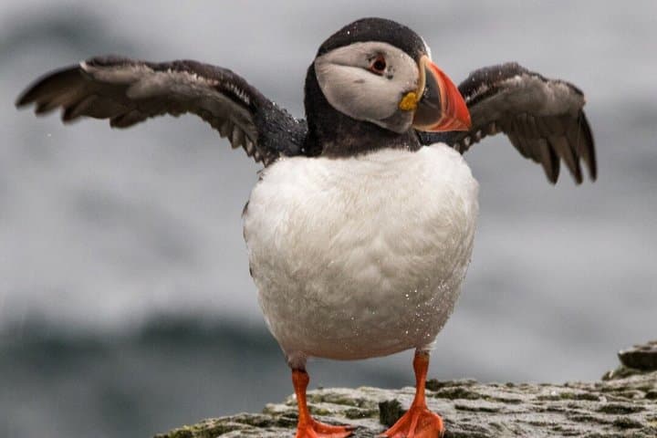 Bird Watching Cruise Along the Jurassic Coast