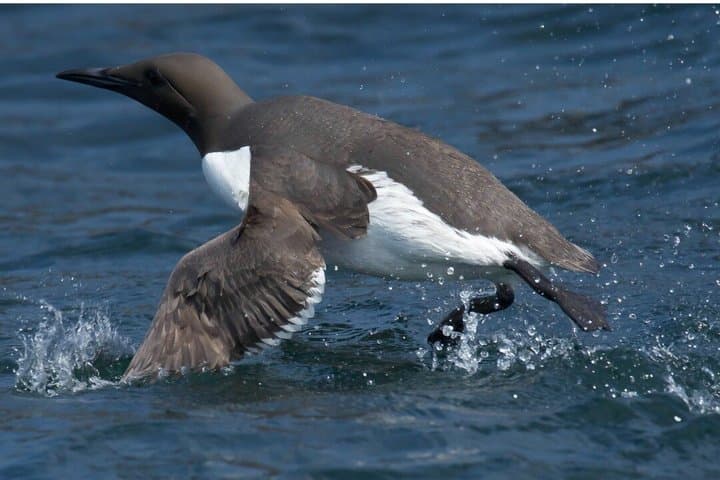 Bird Watching Cruise Along the Jurassic Coast