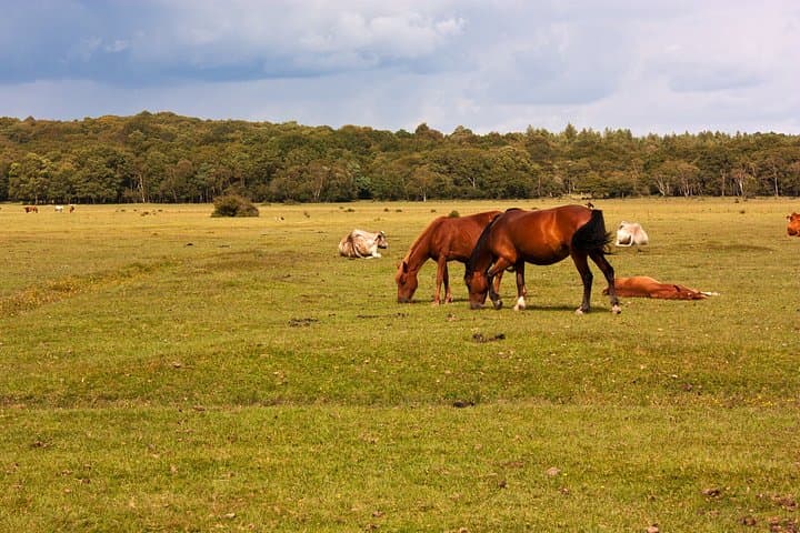 New Forest & Salisbury Cathedral Private Tour