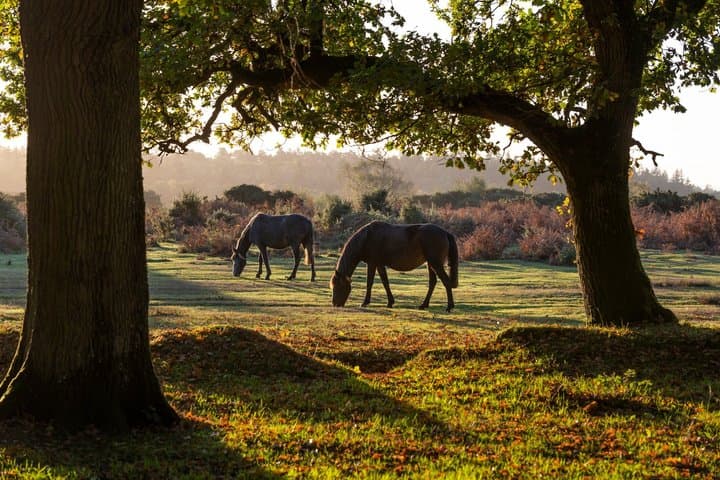 New Forest & Salisbury Cathedral Private Tour