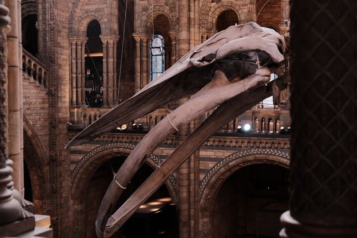Natural History Museum Guided Tour of London with Fast Entry