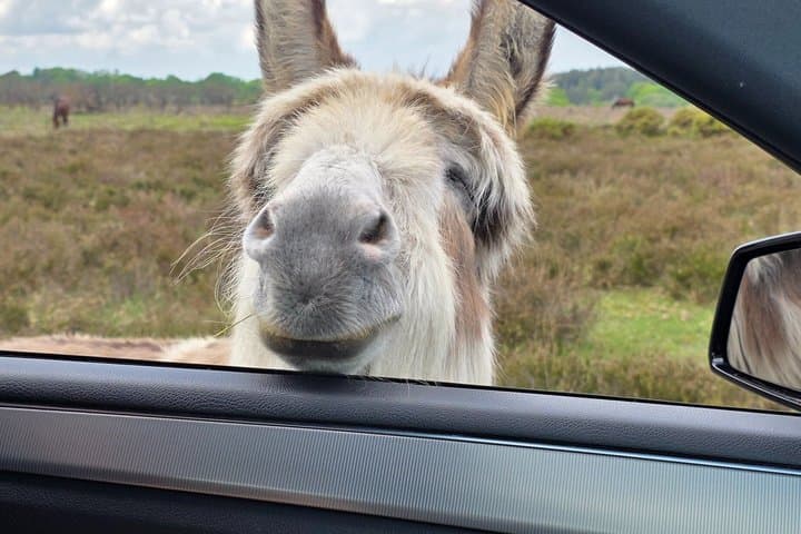 Private New Forest & Beaulieu Sightseeing from Southampton Cruise