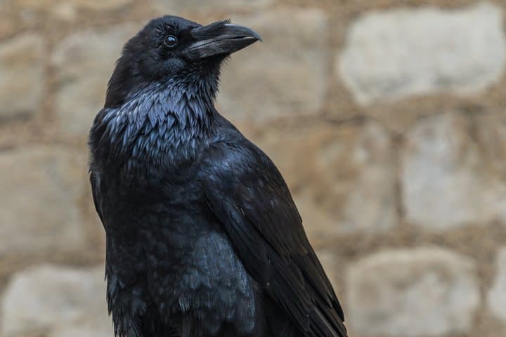 Tower of London private tour with Blue Badge Guide