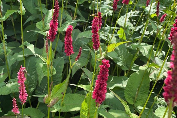 Private Garden and Glens Tour of The Isle of Man