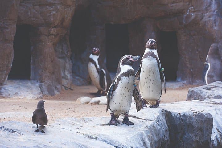 Bournemouth Oceanarium Day Ticket