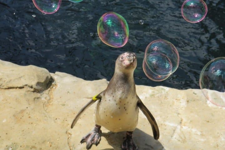 Bournemouth Oceanarium Day Ticket