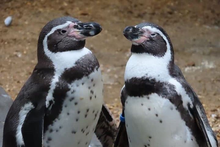 Bournemouth Oceanarium Day Ticket