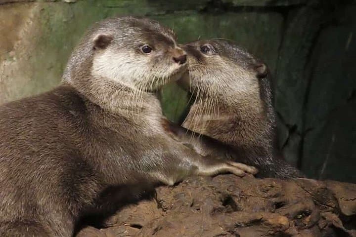 Bournemouth Oceanarium Day Ticket