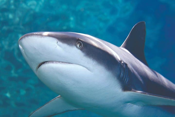 Bournemouth Oceanarium Day Ticket