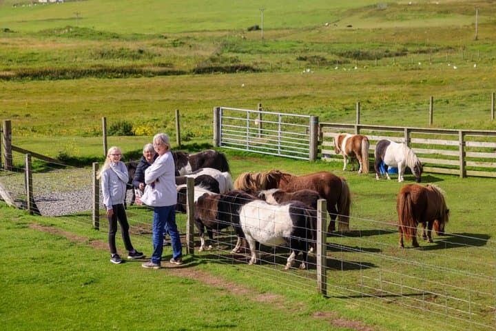 Shetland Sheepdogs & Native Breeds Private Shore Tour
