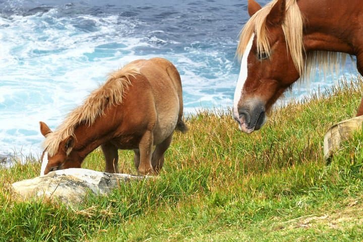 Shetland Sheepdogs & Native Breeds Private Shore Tour