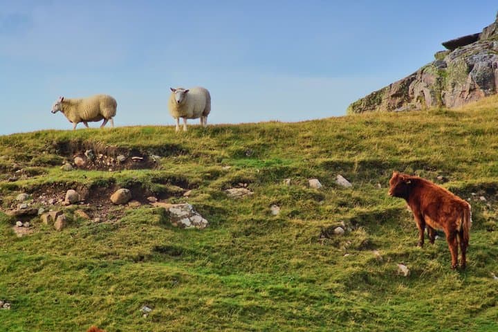 Shetland Sheepdogs & Native Breeds Private Shore Tour