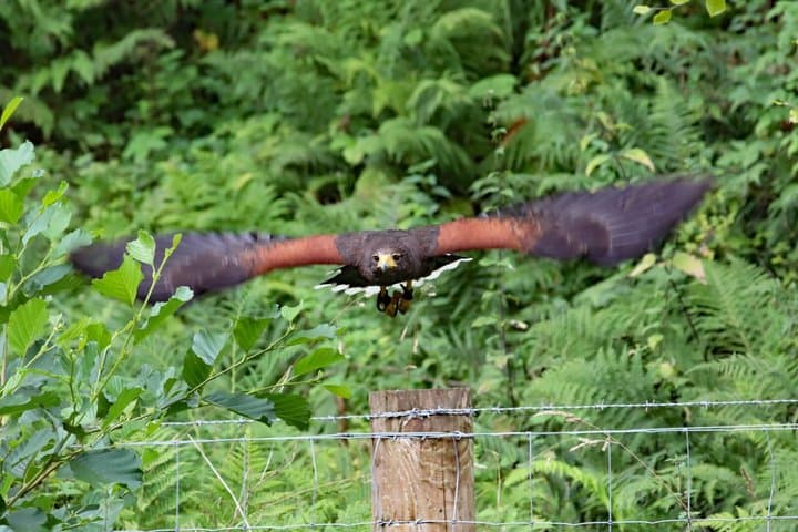 Hawk Walk through the Highland Woodland of Inverness